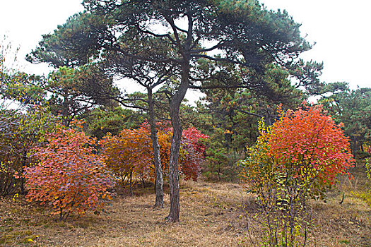 北戴河,红叶,秋天,炫,联峰山0028