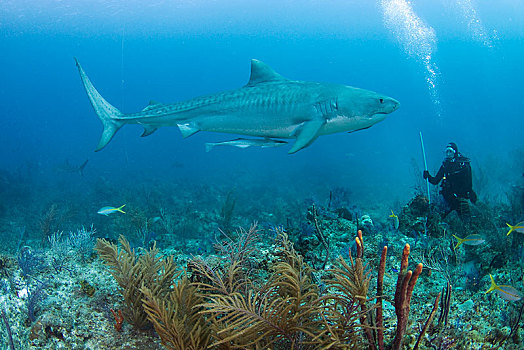 潜水,虎鲨,鼬鲨,修长,上方,珊瑚礁,巴哈马,中美洲