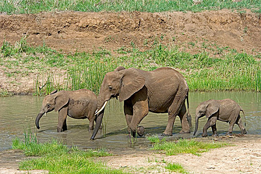 大象,三个,东非,坦桑尼亚