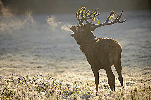 赤鹿,鹿属,鹿,叫,发情期,霜冻,树林,林中空地,早,寒冷,早晨,浓缩,呼吸,德国,欧洲