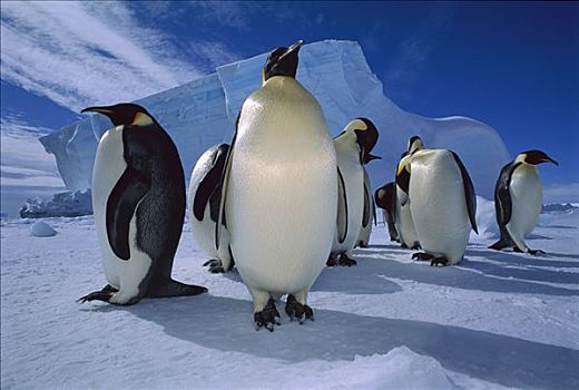 帝企鹅,群,冰架,威德尔海,南极