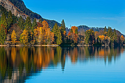 彩色,秋日风光,反射,瓦尔幸湖,湖,巴伐利亚,上巴伐利亚,德国,欧洲