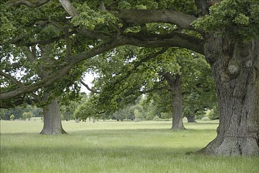 树,公园,英格兰,英国