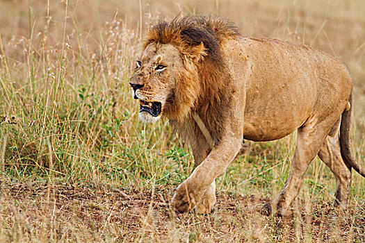 雄性,狮子,移动,马赛马拉,野生动植物保护区,肯尼亚