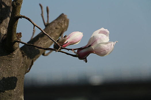 玉兰花