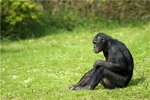 倭黑猩猩,坐