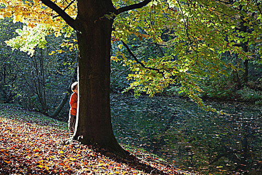男孩,隐藏,后面,树,秋天