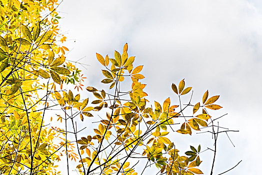背景素材秋天的黄树叶