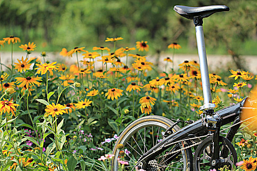 花丛中的自行车
