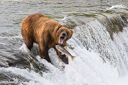 成年,棕熊,上面,溪流,瀑布,卡特麦国家公园,西南方,阿拉斯加,夏天