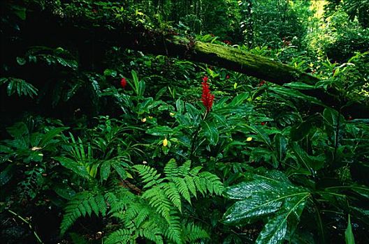 热带雨林,牙买加