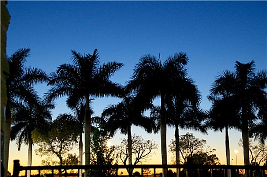 日落,棕榈树,佛罗里达