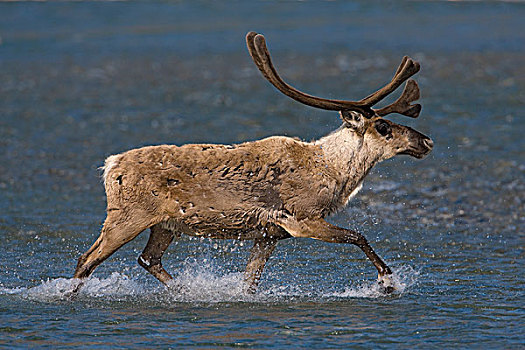 北美驯鹿,驯鹿属,雄性动物,穿过,河,夏天,迁徙,北极国家野生动物保护区,阿拉斯加
