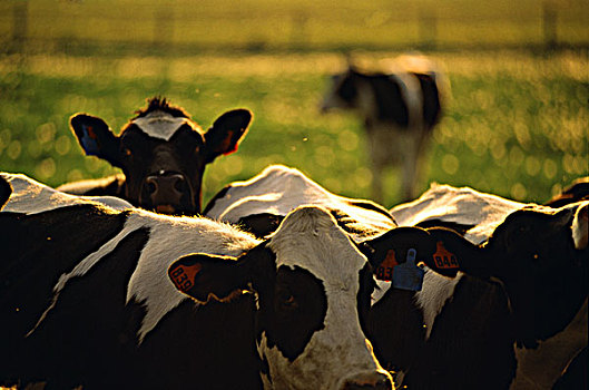 母牛,明尼苏达,美国