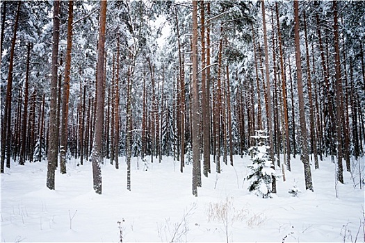 冬天,松树,树林
