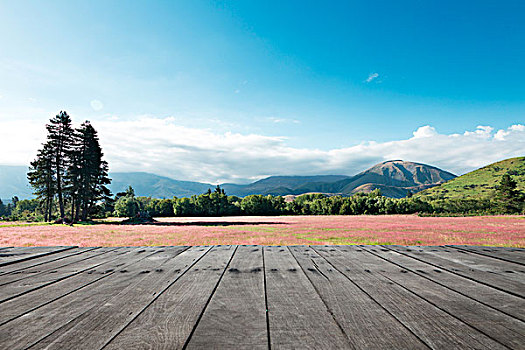 木地板,草场,夏天,新西兰