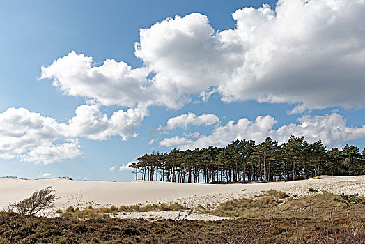 沙丘,风景,北荷兰,自然保护区,卑尔根,荷兰