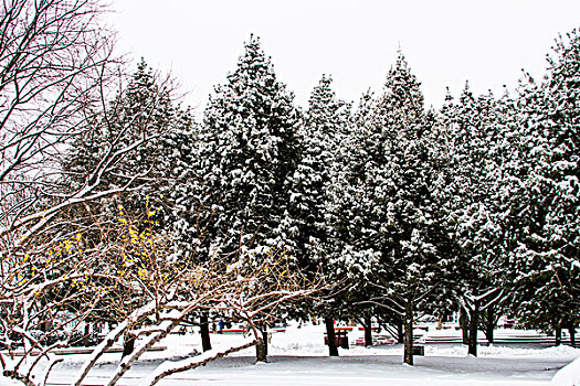 雪景