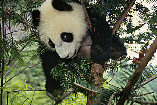 熊猫,幼兽,攀登,卧龙,四川,中国
