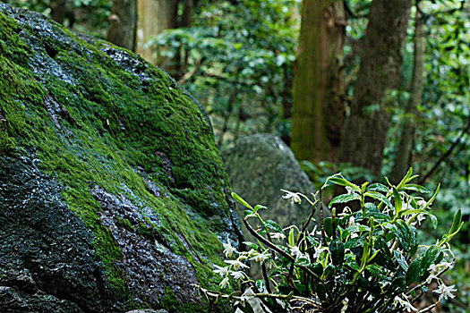 野生开花的铁皮石斛