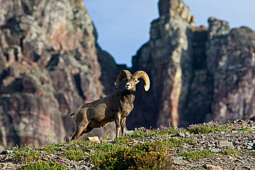 大角羊,公羊,冰川国家公园,蒙大拿