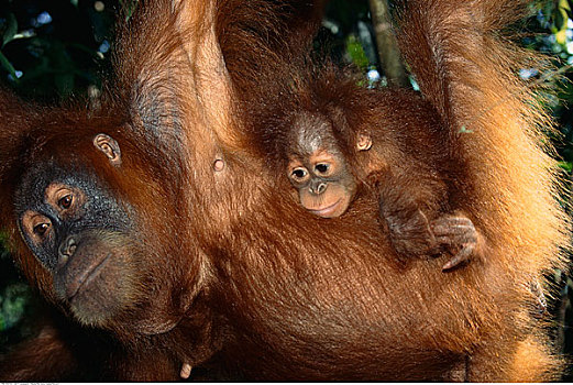 猩猩,古农列尤择国家公园,苏门答腊岛,印度尼西亚
