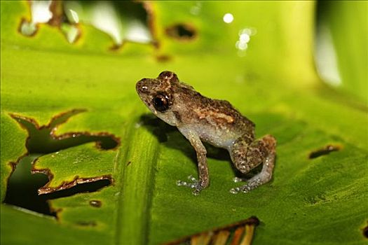 青蛙,哥斯达黎加