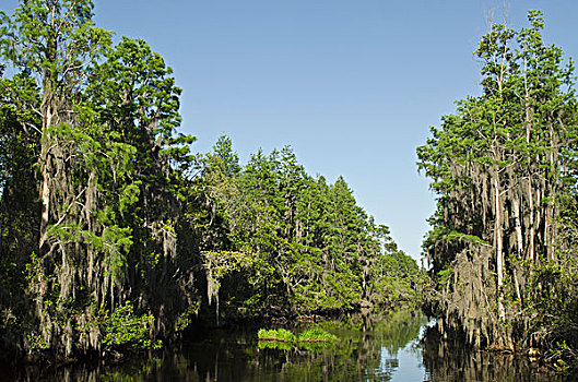 秃头,柏树,落羽杉,树,排列,运河,国家野生动植物保护区,佛罗里达