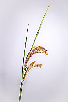 麦子水稻