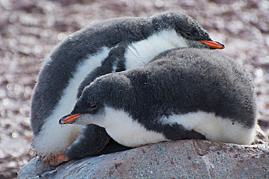 南极,港口,巴布亚企鹅,生物群,两个,幼禽,休息,石头