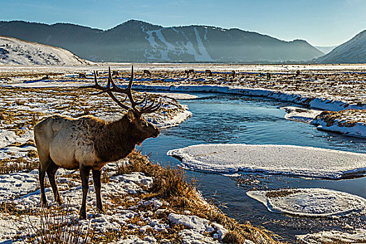 美国,怀俄明,国家麋鹿保护区,雄性,麋鹿,靠近,河流,戈登,画廊