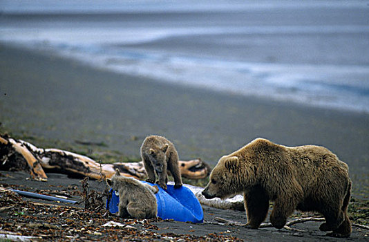褐色,熊,母兽,幼兽,海滩,垃圾,哈罗海湾,海岸,阿拉斯加