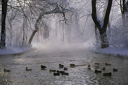 鸭子,河,雪中,遮盖,公园,木头,晨光,英式花园,冬天,慕尼黑,巴伐利亚,德国