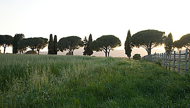柏树,松树,小路,靠近,托斯卡纳,意大利,欧洲
