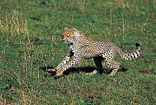 印度豹,猎豹,成年,肯尼亚