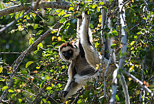 维氏冕狐猴,马达加斯加,非洲
