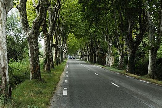 悬铃木,树,排列,乡间小路,普罗旺斯,法国