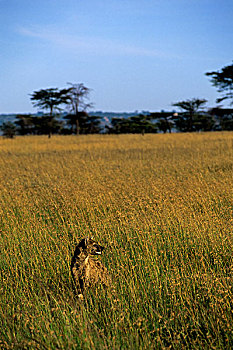 肯尼亚,马赛马拉,斑点,鬣狗