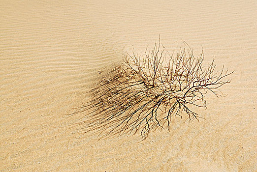 干燥,灌木,荒芜,沙子,西部沙漠,埃及,非洲