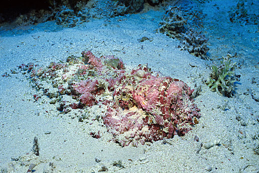 礁石,掩埋,沙子,阿里环礁,马尔代夫,亚洲