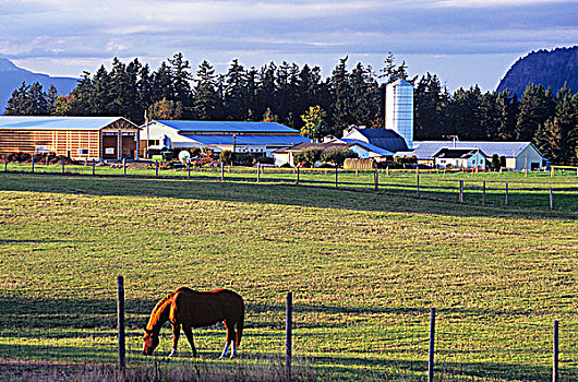 马,放牧,草场,湾,温哥华岛,不列颠哥伦比亚省,加拿大