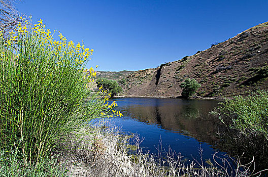 野花,盛开,水塘,加利福尼亚,美国