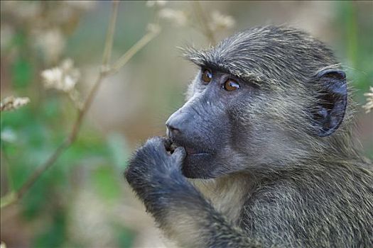 东非狒狒,幼兽,吃,冈贝国家公园,坦桑尼亚