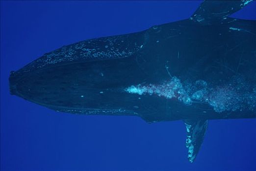 驼背鲸,大翅鲸属,鲸鱼,吹泡泡,毛伊岛,夏威夷,提示,照相