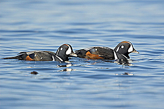 两个,雄性,鸭子,维多利亚,不列颠哥伦比亚省,加拿大