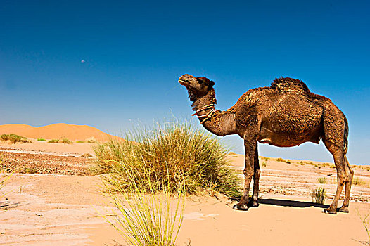 单峰骆驼,骆驼,阿拉伯,站立,沙子,却比沙丘,南方,摩洛哥,非洲