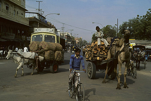 印度,特色,街景,交通,马车,骆驼,自行车