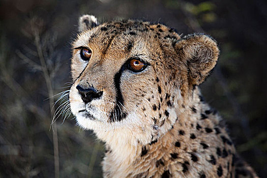 纳米比亚,特写,印度豹