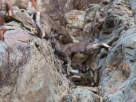 岩羊,贺兰山岩羊,岩壁精灵,崖羊,石羊,青羊