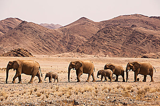 非洲象,牧群,沙漠,骷髅海岸,纳米布沙漠,纳米比亚
